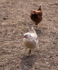 Chicken on the nature