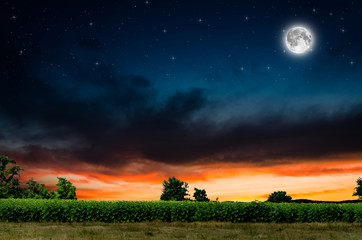 Fototapety na wymiar - Fototapeta24.pl