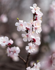 beautiful flowers on a tree. macro