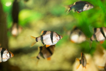 fish in the aquarium