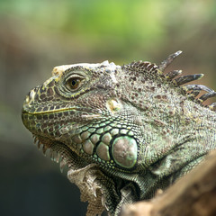 Iguana