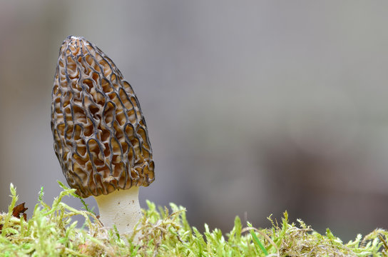 Morchella Conica