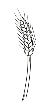 sketch of the barley