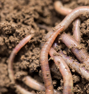 earthworms on soil. macro