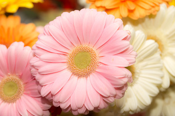 beautiful pink flower