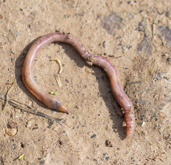 a worm on the ground. Macro