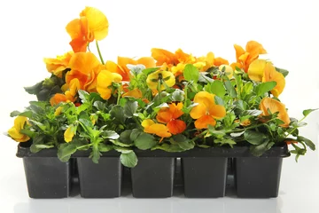 Fotobehang Viooltjes pansy flowers in a rows on white background