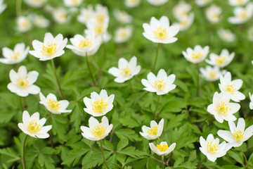 Spring anemone flowers in forest