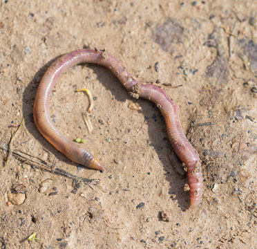 a worm on the ground. Macro