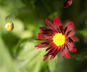 background of beautiful flowers