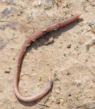 a worm on the ground. Macro