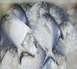 Butterfish from Gulf of Thailand