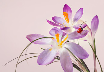 Fototapeta premium Ladybird on flower crocus
