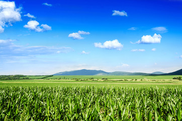 Fototapeta na wymiar corn field background