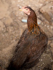 portrait of a chicken