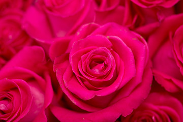 beautiful rose on nature