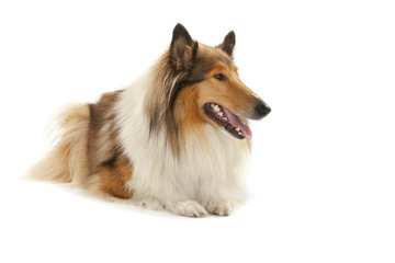 Rough Collie
