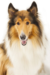 Rough Collie