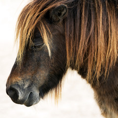 dwarf horse