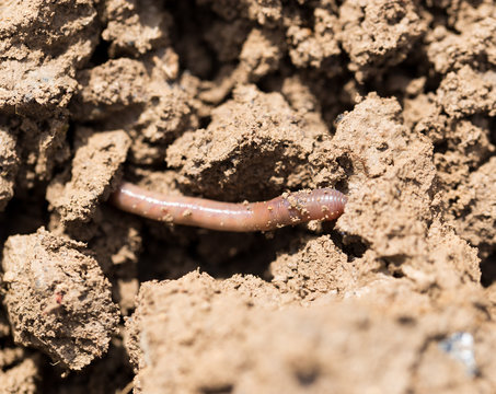a worm on the ground. Macro