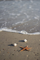Starfish and shells on the beach