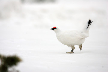 Rock Ptarmigan (Lagopus muta) winter plumage in Japan 