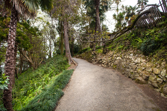 Fototapeta road in tropical forest