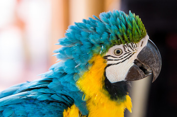 Parrot Blue Gold Macaw