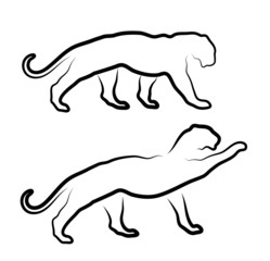 cat silhouette on a white background