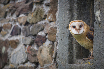 Barn Owl