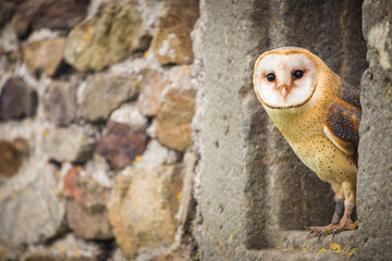 Barn Owl bird © jurra8