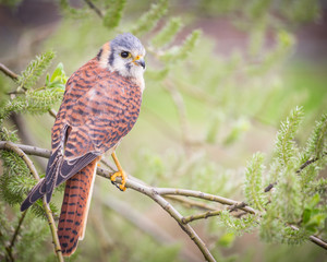 kestrel varied bird