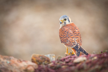 kestrel varied bird