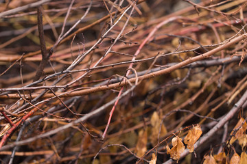 dry tree branch