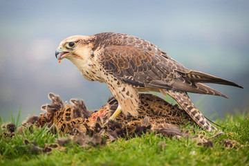 Saker South