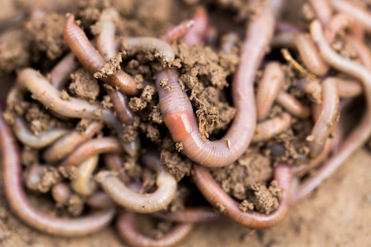 a worm on the ground. Macro