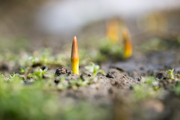 flower seedlings. macro