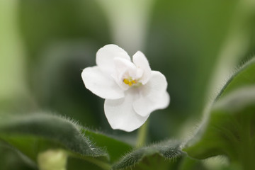 Fototapeta na wymiar white violet flower