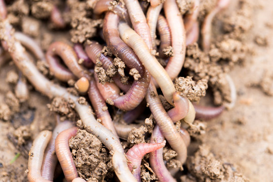 a worm on the ground. Macro