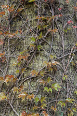 Parthenocissus plant
