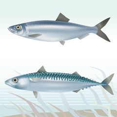 Fish: herring and mackerel. Vector illustration.