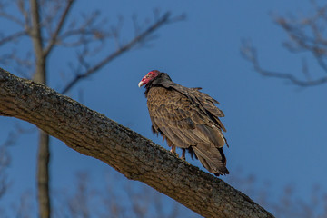 Turkey Vulture