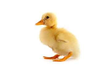 The yellow small duckling