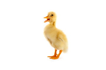 The yellow small duckling