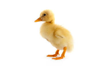 The yellow small duckling
