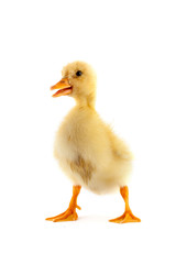 The yellow small duckling
