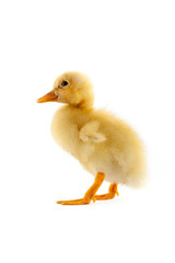 The yellow small duckling