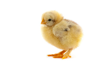 The yellow small chick