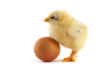 Obraz premium The yellow small chick