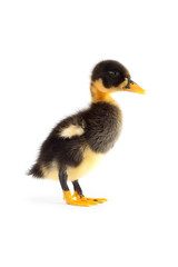 The black small duckling